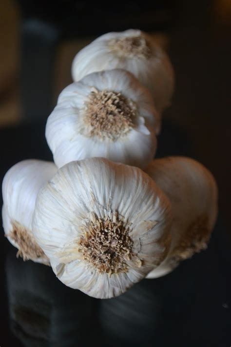 garlic deutsch|German translation of garlic